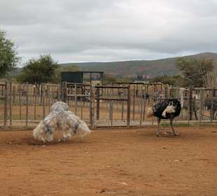 Straußenfarm