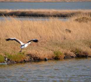 Flamingos in der Saline