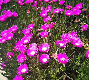 Strandpromenade Evrenseki