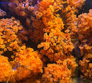 Aquazoo Löbbecke Museum Düsseldorf