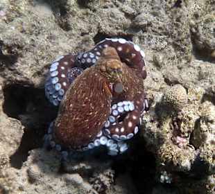 Schnorcheln Makadi Bay