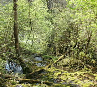 Schöne Pflanzen am Ufer