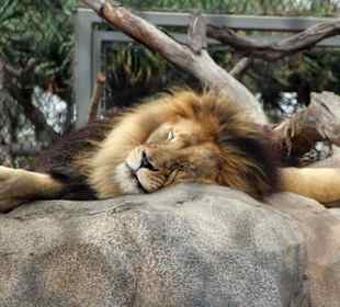 Löwe