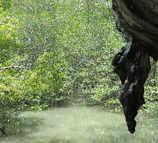 Die Mangrove