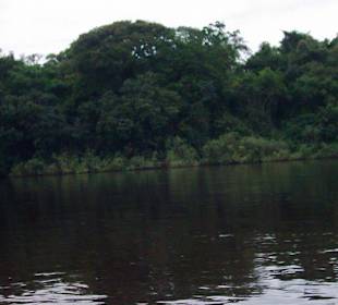 Rain forest at Rio Caura