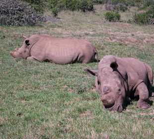Nashörner Big 2