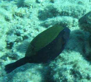 Arabischer Kofferfisch