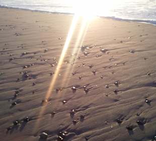 Der Strand von Hvide Sande  