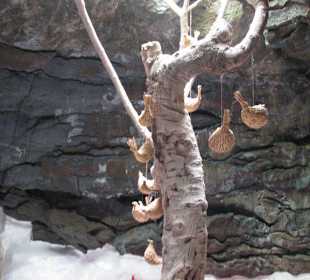 Roter Raum in einer Lavablase