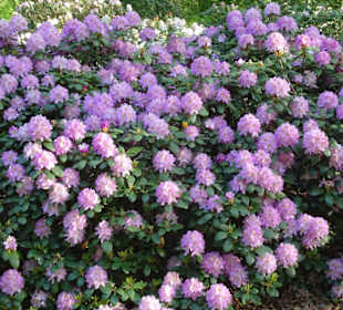 Hauptblüte im Rhododendronpark Bremen