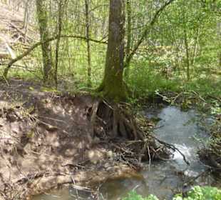 Wandereindrücke: von Handthal nach Ebrach