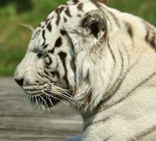 Kameltheater & Weißer Hof