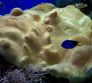 Aquarium in Erfurt