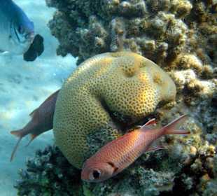 Soldanten- und Doktorfisch