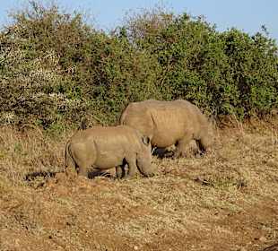 Nashörner im Nairobi National Park