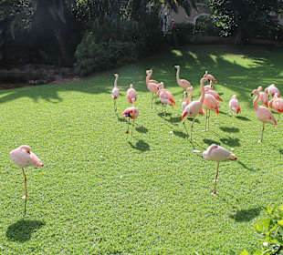 Flamingos