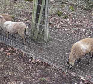 Wildpark Eichert