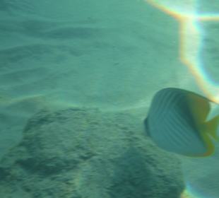 Unterwasseraufnahme am Hausriff