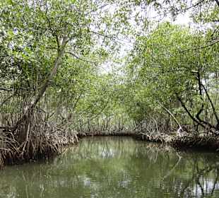 Mangroven