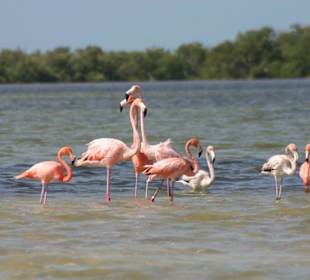 Flamingos auf Holbox