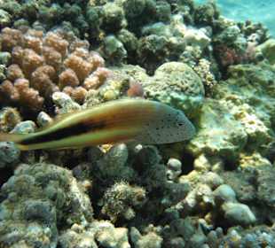 Korallenwächter /Prima Life