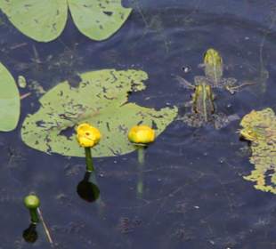 Viele Frösche zwischen den Seerosen