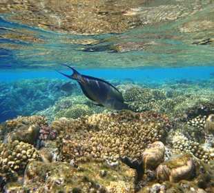Ryba nad rafą przy hotelu