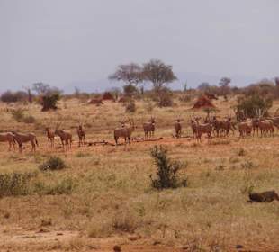 Tierwelt im Nationalpark