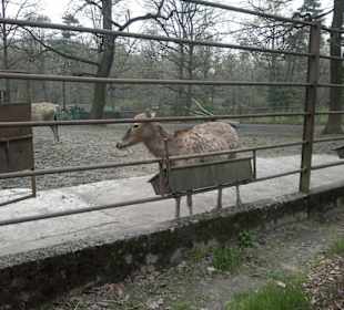 Zoo Ostrava