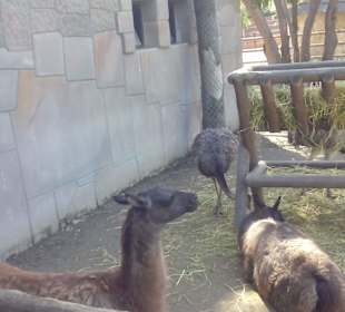 ZOO José Cruz Conde