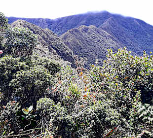 Podocarpus Nationalpark