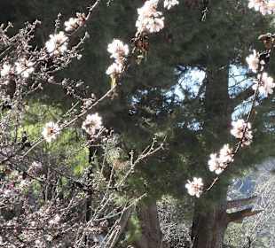 Herrliche Mandelblüte