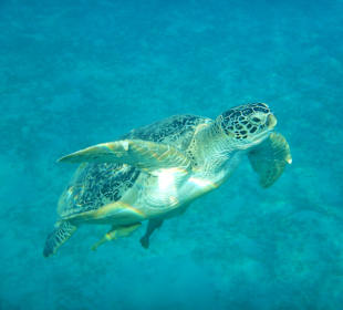 Schnorcheln Marsa Alam