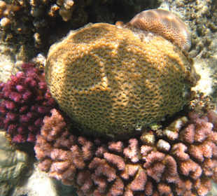 Riff bei der Insel Giftun