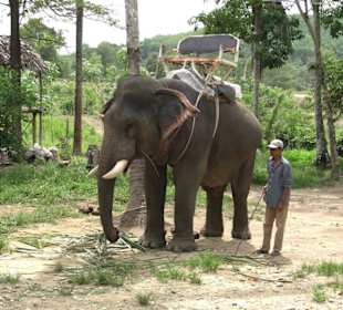 Elefantentrekking