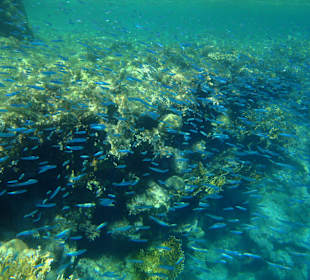 Unter-Wasser-Vielfalt