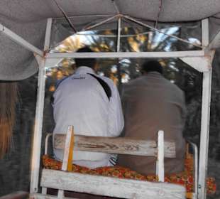 Palmenoase / Datteln in Tunesien