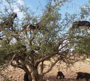 Ziegen im Arganbaum