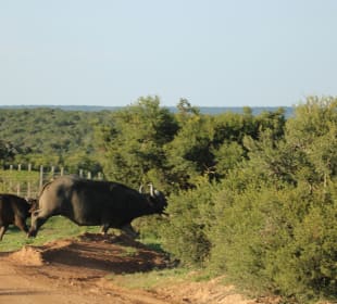 ...nichts wie weg...