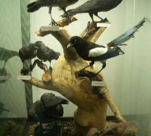 Ekspozycje w muzeum przyrodniczym