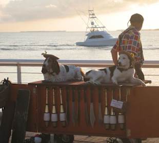 Eine Show mit Hunden