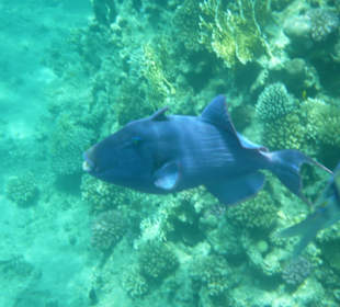 Blauer Riesendrücker