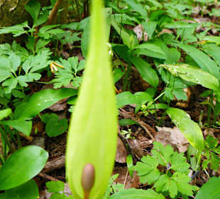 Nicht anlangen, es könnte verätzen