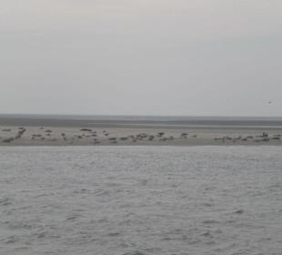 Seehundbank Tegeler Plate