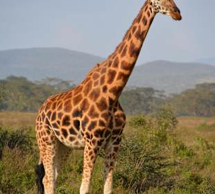 Neugieruge Giraffe