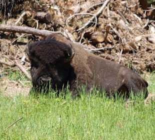 Büffel im Custer State Park