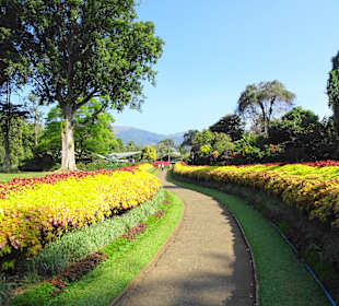 Botanischer Garten Peradeniya