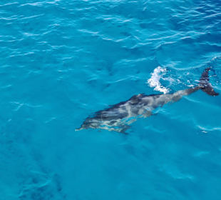 Delfin Tour Makadi Bay