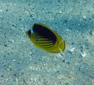 Ausflug Sharm el Naga