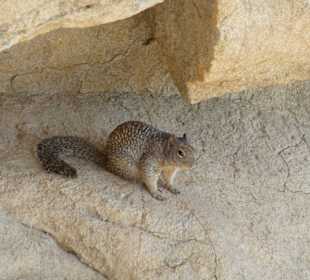 Neugierige Begleiter auf allen Wegen